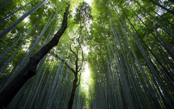Картинка природа лес бамбук