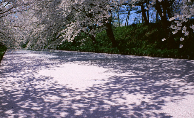 Обои картинки фото природа, дороги, деревья, цветение, сакура, весна, парк, дорога