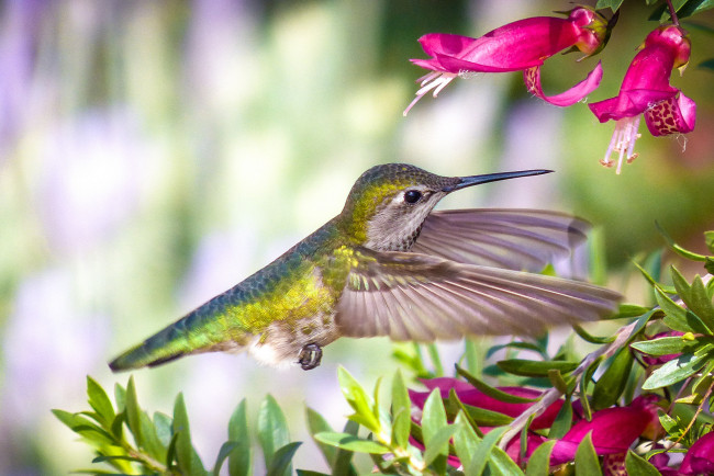 Обои картинки фото колибри, животные, самая, маленькая, птица, в, мире, да, само, название, птицы, очень, красивое, королева, нектара