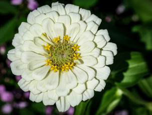 Картинка цветы цинния белая макро