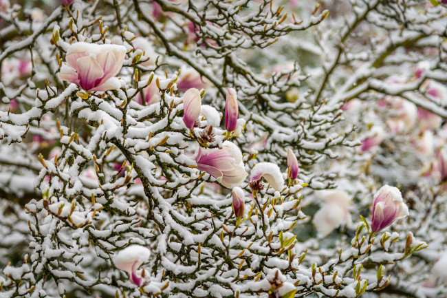 Обои картинки фото цветы, магнолии, снег