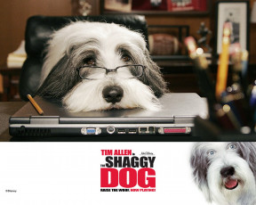 Картинка кино фильмы the shaggy dog