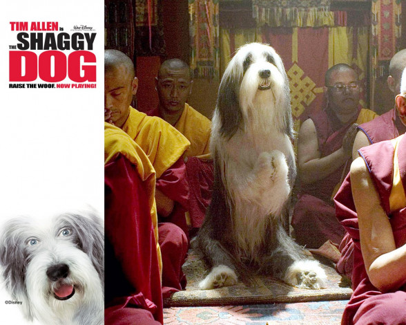 Обои картинки фото кино, фильмы, the, shaggy, dog