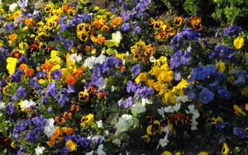 Картинка цветы анютины глазки садовые фиалки