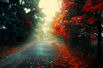 обоя природа, дороги, Яркие, цвета, дорога, осень
