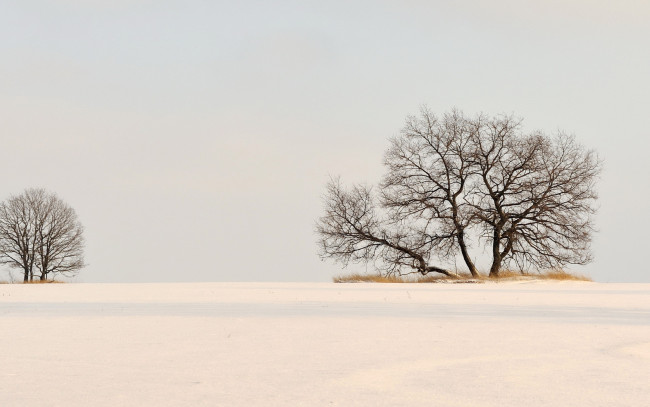 Обои картинки фото природа, зима, снег, поле, деревья