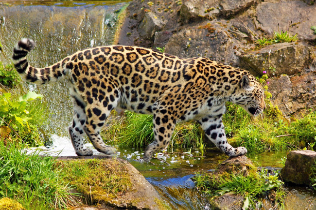 Обои картинки фото животные, Ягуары, ягуар, идёт, камни, водопад
