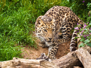 Картинка животные леопарды коряга дикая кошка