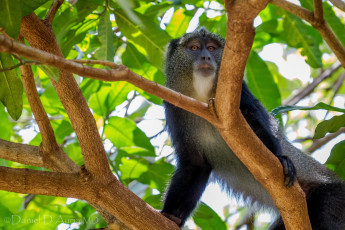 Картинка животные обезьяны дерево взгляд