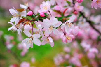 Картинка цветы цветущие деревья кустарники цветение весна