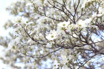 обоя цветы, кизил, дерево, весна