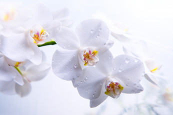 Картинка цветы орхидеи орхидея белая ветка