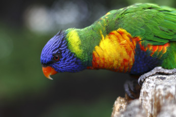 Картинка животные попугаи многоцветный лорикет