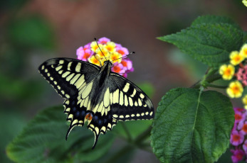 Картинка животные бабочки крылья лантана