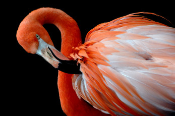 Картинка животные фламинго розовый клюв