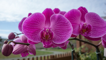 Картинка цветы орхидеи макро ветка экзотика