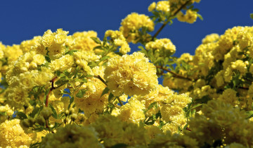 Картинка цветы цветущие деревья кустарники желтый цветение