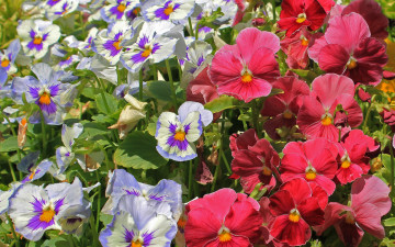 Картинка цветы анютины глазки садовые фиалки разноцветный