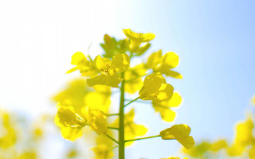 Картинка цветы луговые полевые цветок полевой желтый