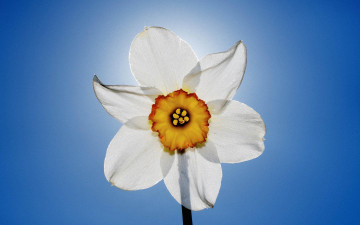 Картинка цветы нарциссы цветок нарцисс белый