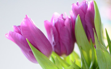 Картинка цветы тюльпаны сиреневый