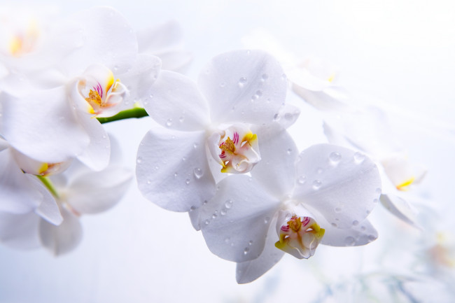 Обои картинки фото цветы, орхидеи, орхидея, белая, ветка