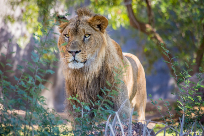 Обои картинки фото животные, львы, африканский, лев, хищник, царь, зверей, дикая, кошка