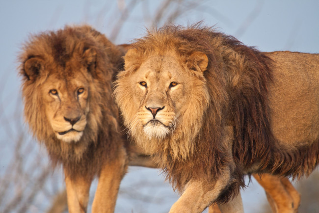 Обои картинки фото животные, львы, братья, царь, зверей