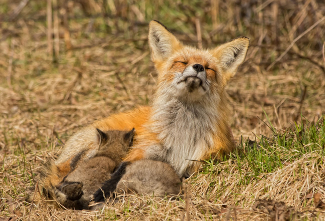Обои картинки фото животные, лисы, материнство, кормление