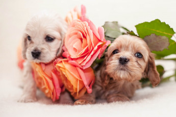 Картинка животные собаки розы спаниель