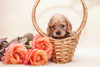 Картинка животные собаки спаниель розы корзина