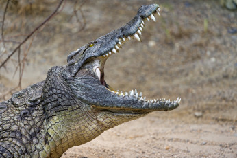 Картинка животные крокодилы пасть