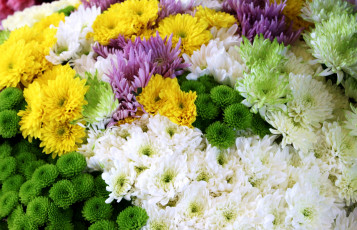 Картинка цветы хризантемы разноцветный