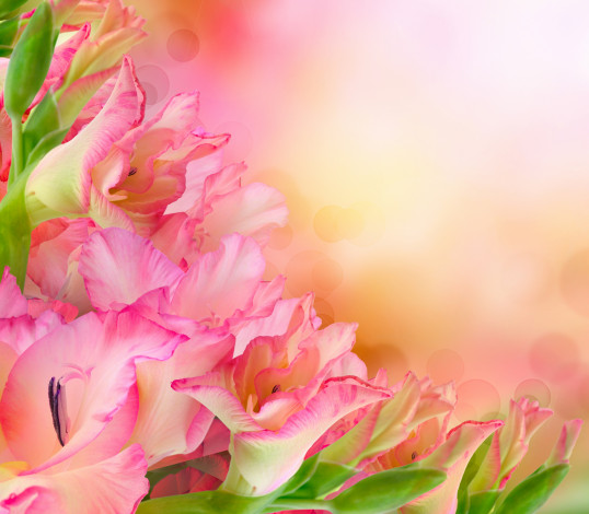 Обои картинки фото цветы, гладиолусы, розовые, букет