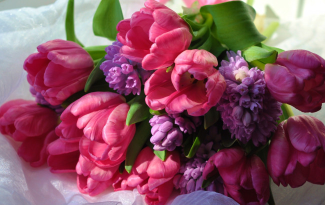 Обои картинки фото цветы, разные вместе, гиацинты, тюльпаны