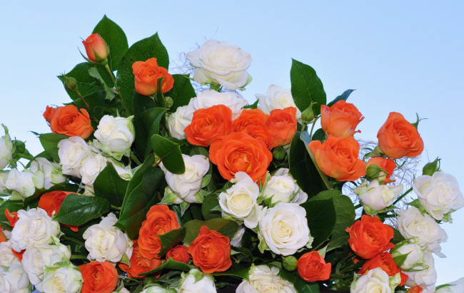 Обои картинки фото цветы, розы, белый, алый