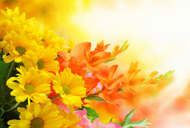 Обои картинки фото цветы, разные вместе, гладиолусы, хризантемы, букет