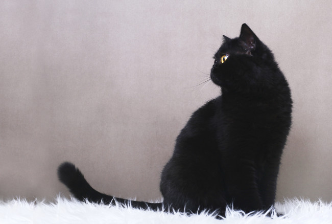 Обои картинки фото животные, коты, черный