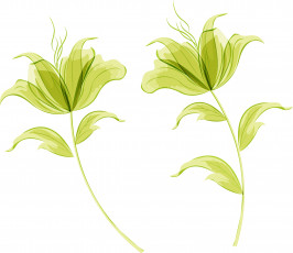 Картинка векторная+графика цветы+ flowers цветы фон стебель листья