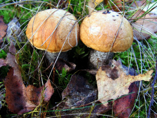 Картинка природа грибы подосиновики