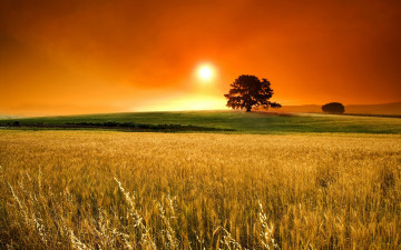 Картинка природа деревья поле пшеница дерево закат небо свет