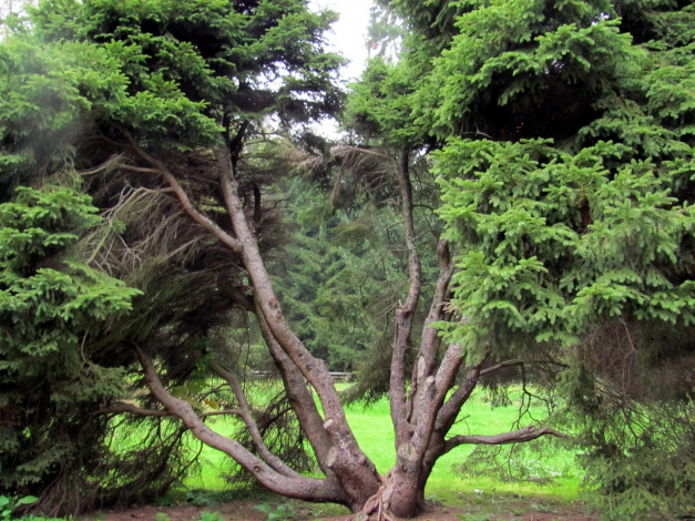 Обои картинки фото природа, деревья, мощный, ствол