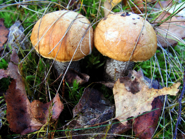 Обои картинки фото природа, грибы, подосиновики