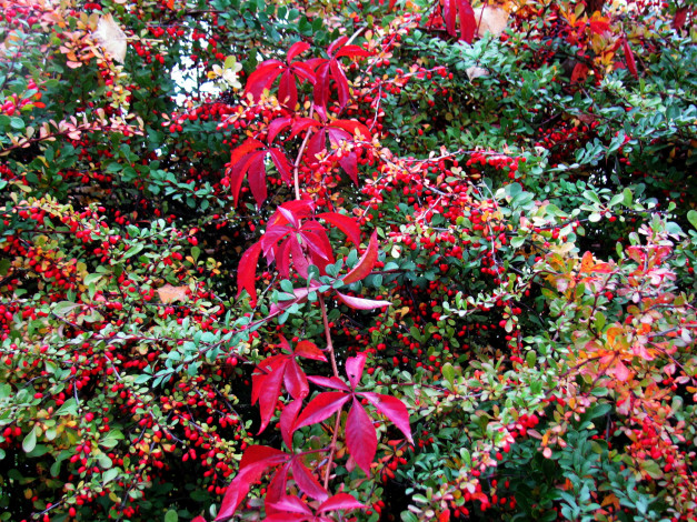 Обои картинки фото природа, Ягоды, осень