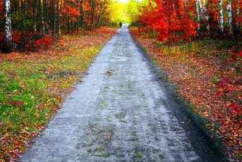 Картинка природа парк листва осень листопад аллея