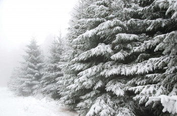 Картинка природа зима снег деревья ели