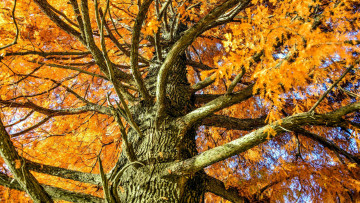 Картинка природа деревья ствол