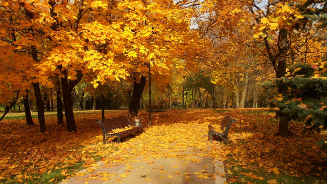 Обои картинки фото природа, парк, листья, осень, листопад, клены, скамейки, аллея