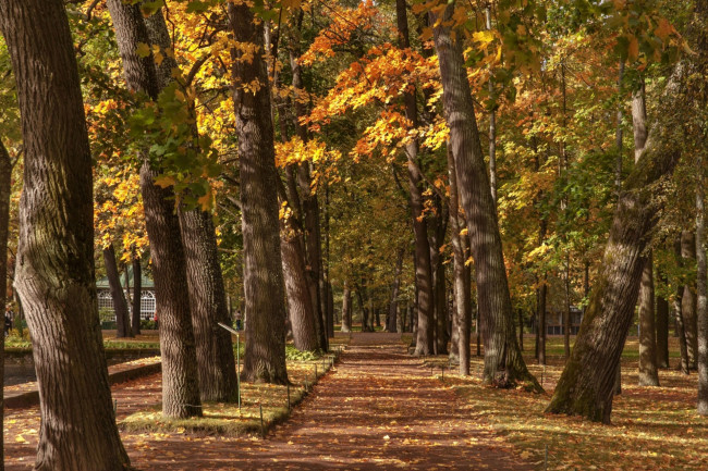 Обои картинки фото природа, парк, осень, деревья, аллея
