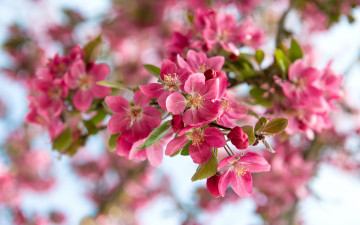 Картинка цветы цветущие+деревья+ +кустарники природа вишня ветка весна